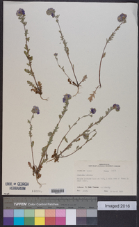 Phacelia hirsuta image