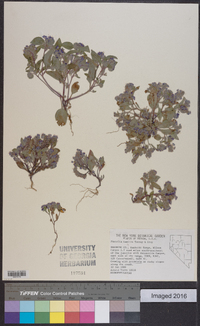 Phacelia humilis image