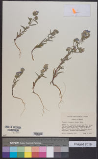 Phacelia linearis image