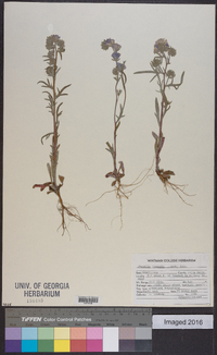 Phacelia linearis image