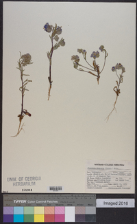 Phacelia linearis image