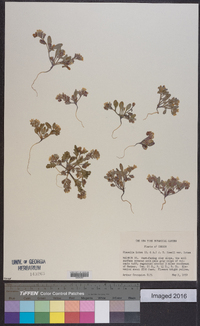 Phacelia lutea image