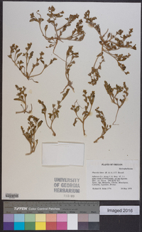 Phacelia lutea image