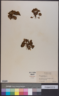 Phacelia pachyphylla image