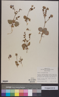 Phacelia pachyphylla image