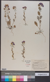 Phacelia patuliflora image