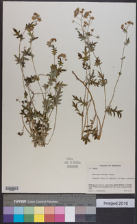 Phacelia purshii image