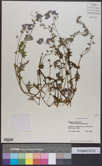 Phacelia purshii image