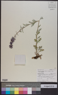 Phacelia sericea image