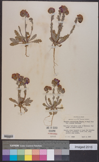 Phacelia strictiflora var. connexa image