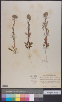 Phacelia strictiflora image