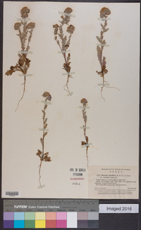 Phacelia strictiflora image