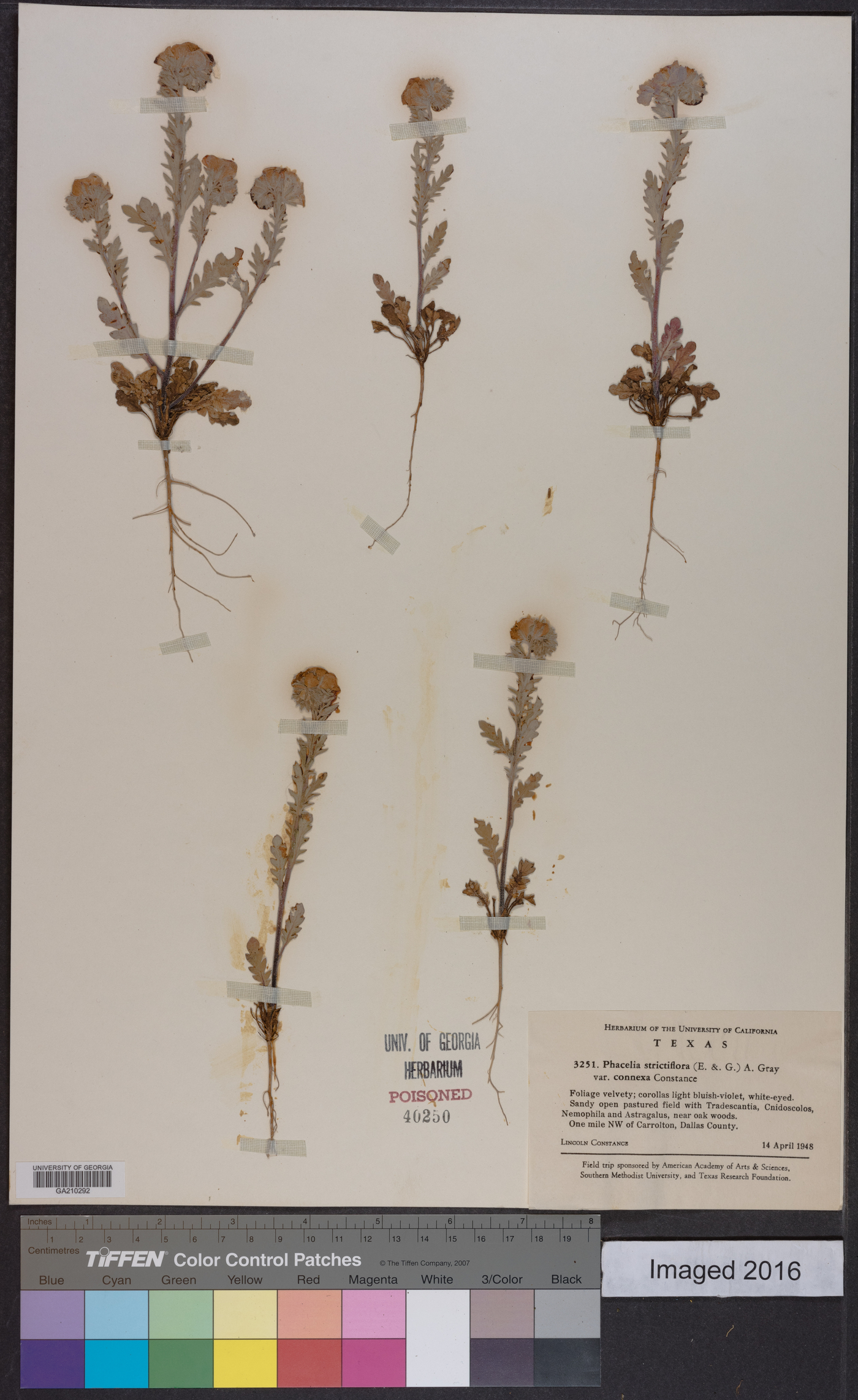 Phacelia strictiflora var. connexa image