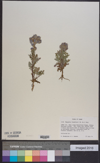 Phacelia franklinii image