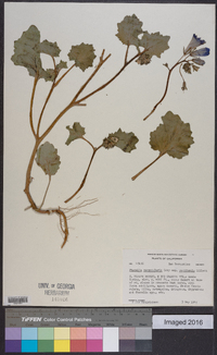 Phacelia campanularia subsp. vasiformis image