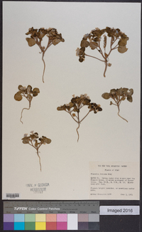 Phacelia demissa image