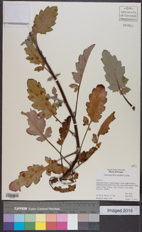 Phacelia bolanderi image