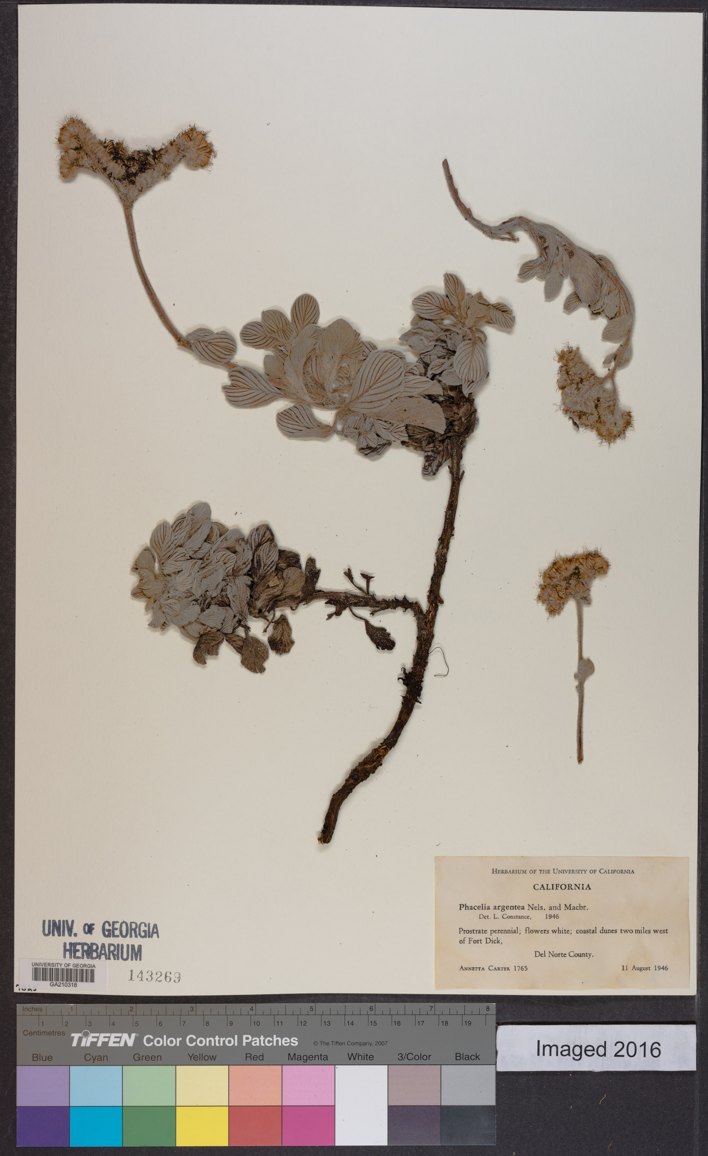 Phacelia argentea image