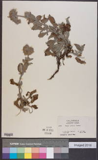 Phacelia californica image