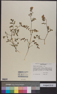 Phacelia vallis-mortae image