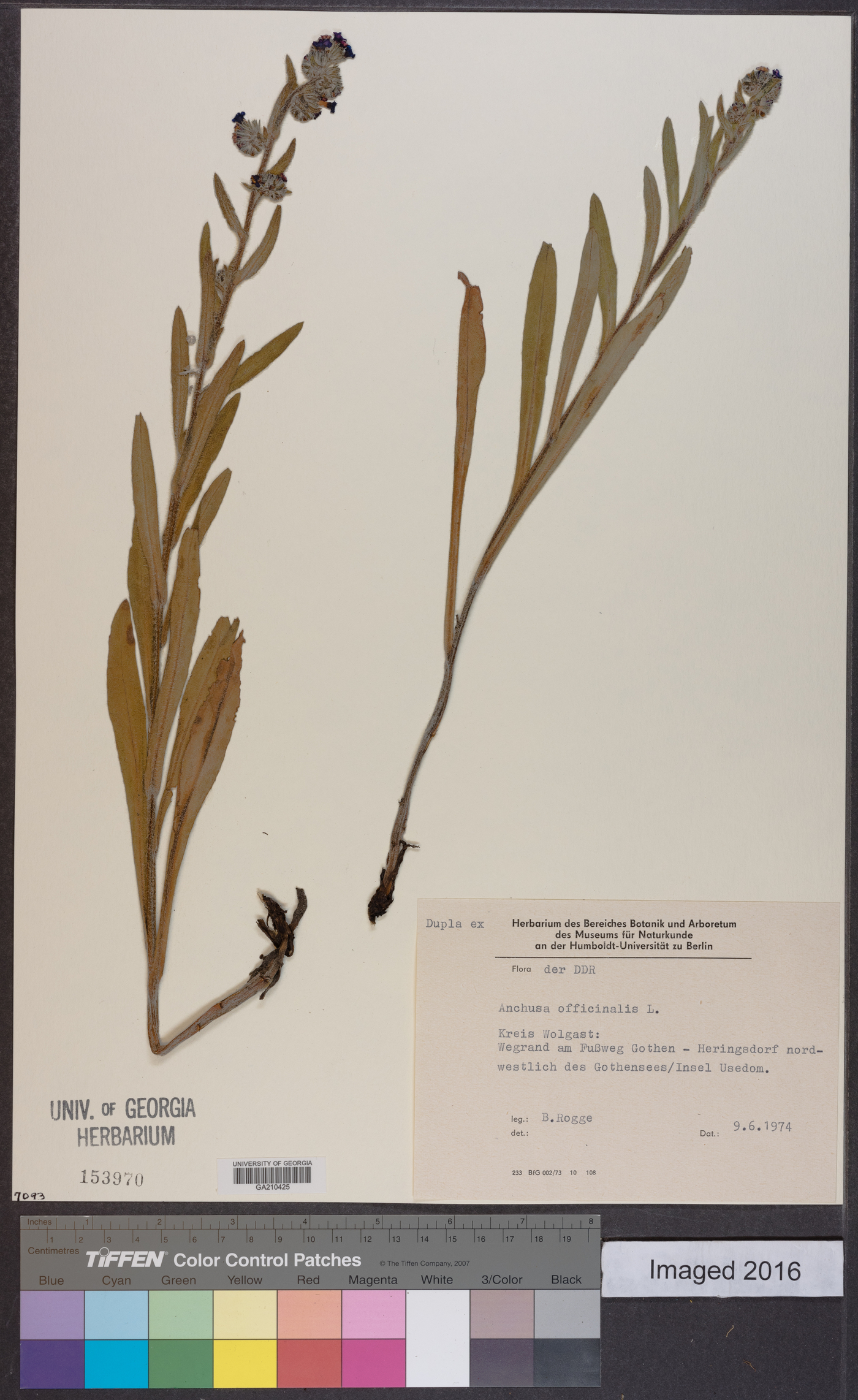 Anchusa officinalis image