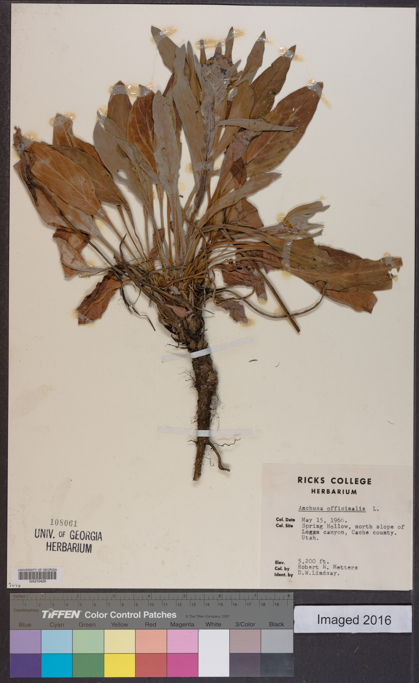 Anchusa officinalis image