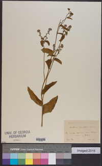 Anchusa barrelieri image