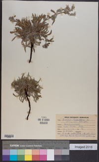 Arnebia hispidissima image