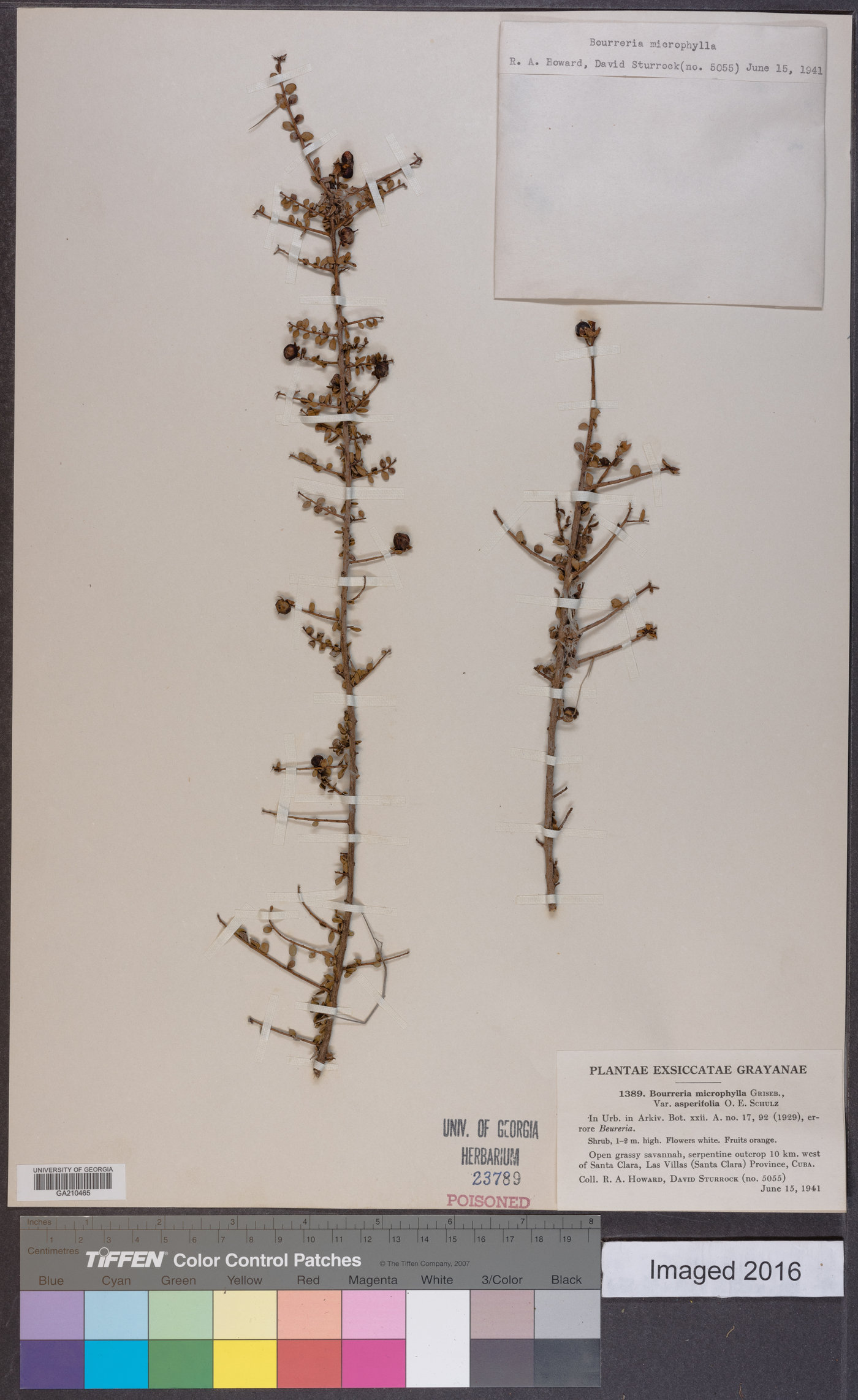Bourreria microphylla image