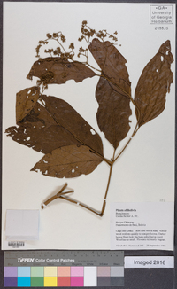 Cordia bicolor image