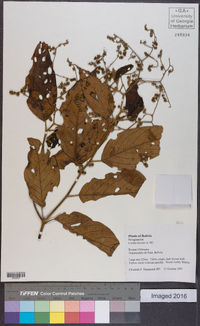 Cordia bicolor image