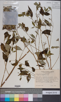 Cordia bifurcata image