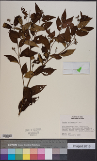 Cordia bifurcata image