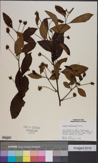 Cordia buddleoides image