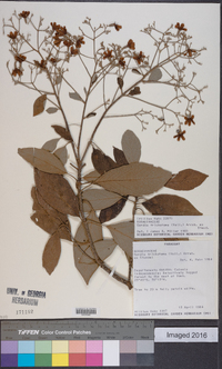 Cordia trichotoma image