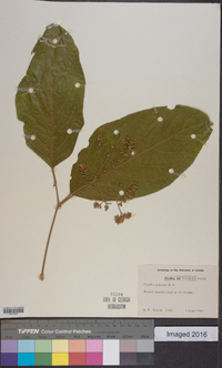 Cordia sulcata image