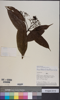 Cordia trachyphylla image