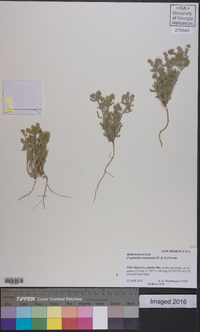 Cryptantha crassisepala image