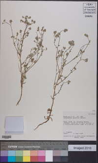 Cryptantha gracilis image