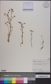 Cryptantha gracilis image