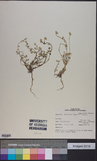 Cryptantha gracilis image