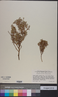 Cryptantha maritima image