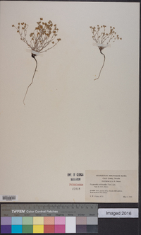 Eremocarya micrantha image