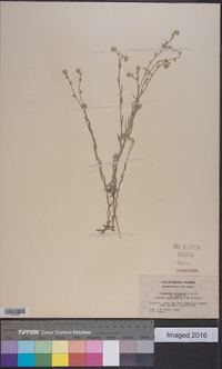 Cryptantha juniperensis image