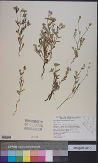 Cryptantha torreyana image