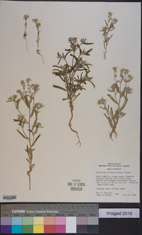 Cryptantha torreyana image