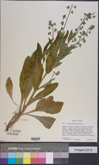 Cynoglossum officinale image