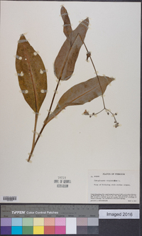 Cynoglossum virginianum image