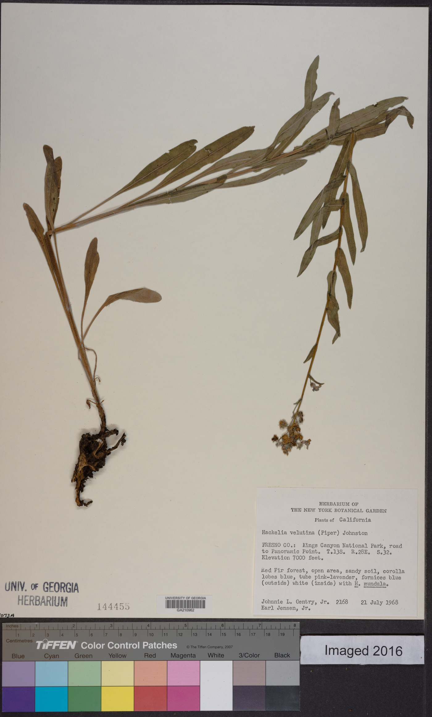 Hackelia velutina image