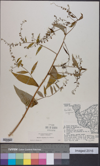 Hackelia virginiana image